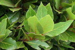 Laurus azorica