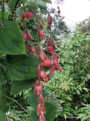 Thunbergia coccinea