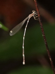 Protosticta foersteri