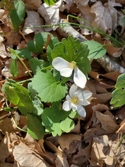 Sanguinaria canadensis