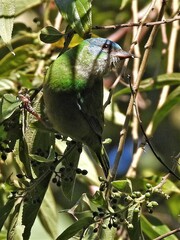 Dacnis cayana