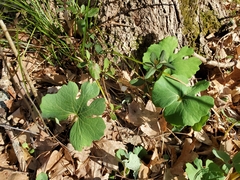 Sanguinaria canadensis