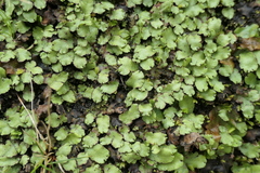 Marchantia paleacea