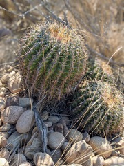 Ferocactus viridescens