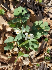 Sanguinaria canadensis