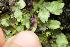 Marchantia paleacea