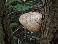 Ganoderma megaloma