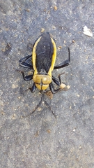 Ectrichodia crux