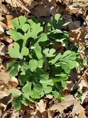 Sanguinaria canadensis