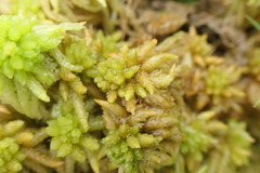 Sphagnum