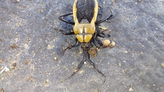 Ectrichodia crux
