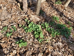 Sanguinaria canadensis