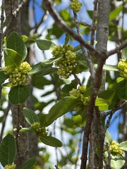 Forestiera reticulata
