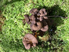 Craterellus
