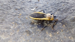 Ectrichodia crux
