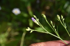 Symphyotrichum ciliolatum