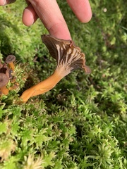 Craterellus