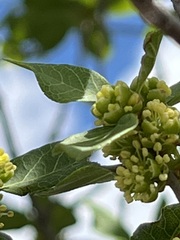 Forestiera reticulata