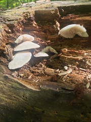 Crepidotus applanatus