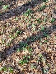 Sanguinaria canadensis