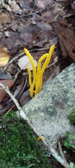 Clavariaceae
