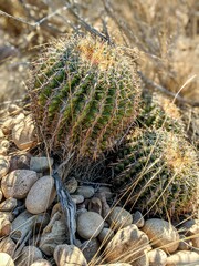 Ferocactus viridescens