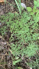 Cenolophium denudatum