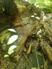 Crepidotus applanatus