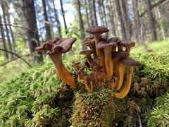 Craterellus