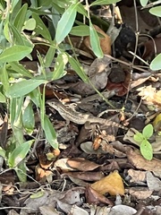 Leiocephalus carinatus