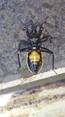 Ectrichodia crux
