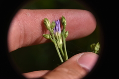 Symphyotrichum ciliolatum
