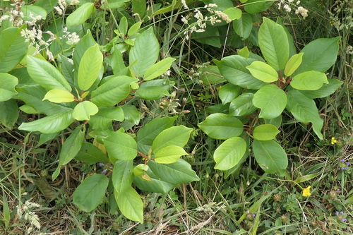 Image of Frangula azorica by (c) Rafael Medina, some rights reserved (CC BY)