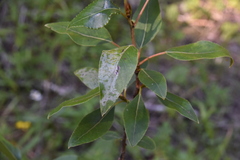 Pterygota