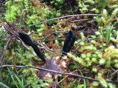 Geoglossum