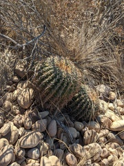 Ferocactus viridescens