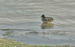 Anas crecca crecca
