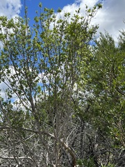 Forestiera reticulata