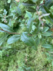 Chamaedaphne calyculata