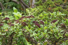 Viburnum treleasei