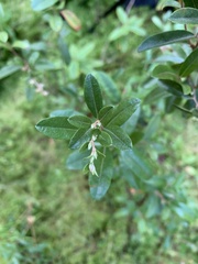 Chamaedaphne calyculata