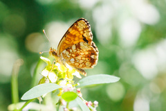 Phyciodes mylitta