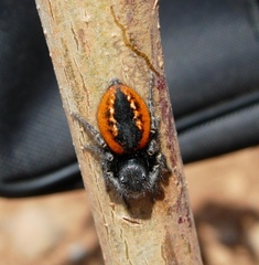 Philaeus chrysops