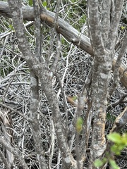 Forestiera reticulata