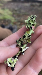 Tuckermanopsis orbata