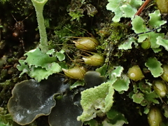 Diphyscium foliosum