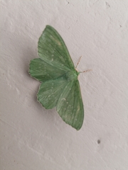 Geometra papilionaria