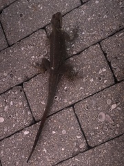Agama picticauda