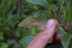 Pterygota