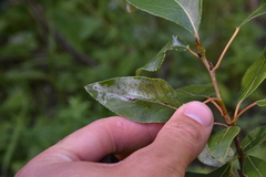 Pterygota